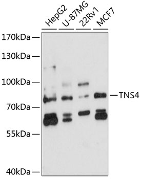 Western blot analysis of extracts of various cell lines, using TNS4 antibody (TA382690) at 1:3000 dilution._Secondary antibody: HRP Goat Anti-Rabbit IgG (H+L) at 1:10000 dilution._Lysates/proteins: 25ug per lane._Blocking buffer: 3% nonfat dry milk in TBST._Detection: ECL Enhanced Kit ._Exposure time: 90s.