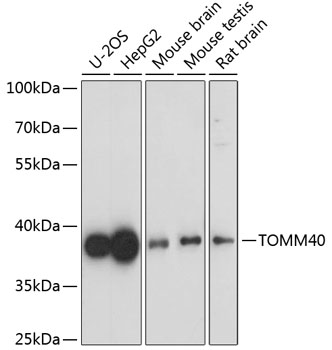 Western blot analysis of 20 ng of recombinant HIV-1 p24 protein with PM-6335-biotin at 0.2 ug/mL.