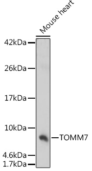 Western blot analysis of extracts of Mouse heart, using TOMM7 antibody (TA382703) at 1:1000 dilution. - Secondary antibody: HRP Goat Anti-Rabbit IgG (H+L) at 1:10000 dilution. - Lysates/proteins: 25ug per lane. - Blocking buffer: 3% nonfat dry milk in TBST. - Detection: ECL Basic Kit . - Exposure time: 180s.