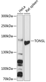 Western blot analysis of extracts of various cell lines, using TONSL antibody (TA382704) at 1:3000 dilution. - Secondary antibody: HRP Goat Anti-Rabbit IgG (H+L) at 1:10000 dilution. - Lysates/proteins: 25ug per lane. - Blocking buffer: 3% nonfat dry milk in TBST. - Detection: ECL Basic Kit . - Exposure time: 30s.