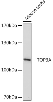 Western blot analysis of extracts of Mouse testis, using TOP3A Rabbit pAb (TA382709) at 1:1000 dilution. - Secondary antibody: HRP Goat Anti-Rabbit IgG (H+L) at 1:10000 dilution. - Lysates/proteins: 25ug per lane. - Blocking buffer: 3% nonfat dry milk in TBST. - Detection: ECL Basic Kit . - Exposure time: 10s.