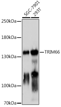Western blot analysis of expression in NTERA-2 cl.D1 whole cell lysate.