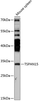 Western blot analysis of extracts of mouse spleen, using TSPAN15 antibody (TA382899) at 1:3000 dilution. - Secondary antibody: HRP Goat Anti-Rabbit IgG (H+L) at 1:10000 dilution. - Lysates/proteins: 25ug per lane. - Blocking buffer: 3% nonfat dry milk in TBST. - Detection: ECL Enhanced Kit . - Exposure time: 90s.