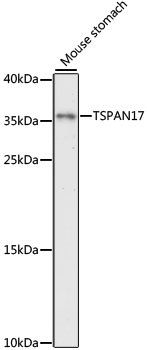 Western blot analysis of extracts of mouse stomach, using TSPAN17 antibody (TA382900) at 1:1000 dilution. - Secondary antibody: HRP Goat Anti-Rabbit IgG (H+L) at 1:10000 dilution. - Lysates/proteins: 25ug per lane. - Blocking buffer: 3% nonfat dry milk in TBST. - Detection: ECL Enhanced Kit . - Exposure time: 90s.