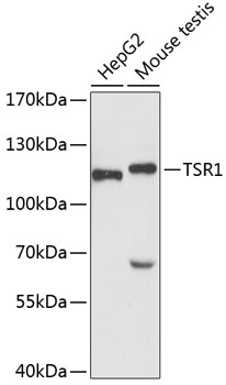 Western blot analysis of extracts of various cell lines, using TSR1 antibody (TA382913) at 1:3000 dilution. - Secondary antibody: HRP Goat Anti-Rabbit IgG (H+L) at 1:10000 dilution. - Lysates/proteins: 25ug per lane. - Blocking buffer: 3% nonfat dry milk in TBST. - Detection: ECL Basic Kit . - Exposure time: 90s.