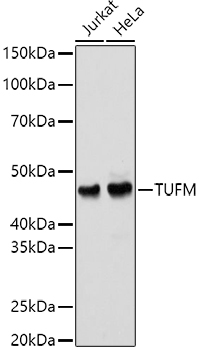 Western blot of rat cortex lysate showing specific immunolabeling of the ~ 36k syntaxin 1A protein.