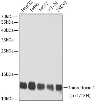 Western blot analysis of ERP57 in human cell lysates using a 1:1000 dilution of TA309330.