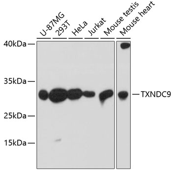 Western blot analysis of extracts of various cell lines, using TXNDC9 antibody (TA382962) at 1:3000 dilution. - Secondary antibody: HRP Goat Anti-Rabbit IgG (H+L) at 1:10000 dilution. - Lysates/proteins: 25ug per lane. - Blocking buffer: 3% nonfat dry milk in TBST. - Detection: ECL Basic Kit . - Exposure time: 30s.