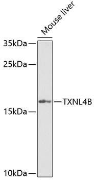 Hsp90 complex isolation (IP) from rabbit retic ulocyte lysate (8D3), SDS Page.