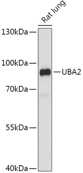 Western blot analysis of extracts of Rat lung, using UBA2 antibody (TA382983) at 1:1000 dilution. - Secondary antibody: HRP Goat Anti-Rabbit IgG (H+L) at 1:10000 dilution. - Lysates/proteins: 25ug per lane. - Blocking buffer: 3% nonfat dry milk in TBST. - Detection: ECL Basic Kit . - Exposure time: 10s.