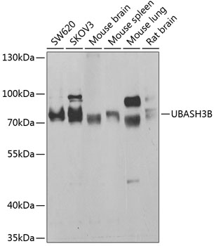 Western blot analysis of extracts of various cell lines, using UBASH3B antibody (TA382990) at 1:1000 dilution. - Secondary antibody: HRP Goat Anti-Rabbit IgG (H+L) at 1:10000 dilution. - Lysates/proteins: 25ug per lane. - Blocking buffer: 3% nonfat dry milk in TBST. - Detection: ECL Basic Kit . - Exposure time: 30s.