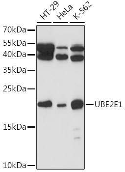 Western blot analysis of extracts of various cell lines, using UBE2E1 Rabbit pAb (TA383009) at 1:1000 dilution. - Secondary antibody: HRP Goat Anti-Rabbit IgG (H+L) at 1:10000 dilution. - Lysates/proteins: 25ug per lane. - Blocking buffer: 3% nonfat dry milk in TBST. - Detection: ECL Basic Kit . - Exposure time: 90s.