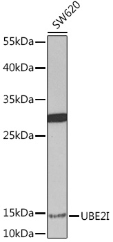 Western Blot: HAP1 Antibody - Western blot analysis of HAP1 using Lane 1: mouse brain lysate and Lane 2: human brain lysate.