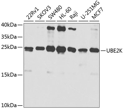 Western Blot: HIF-1 alpha Antibody (H1alpha67) - Upon quantification, 100 ug of MEF cells (+/+, -/-) protein was fractionated on 7% polyacralymide gel. -Gel was transferred overnight onto nitrocell ulose membrane. The membrane was probed with HIF-1 alpha monoclonal antibody at 1:500. The secondary antibody was conj ugated with HRP and was used at 1:2500.