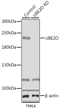 Western blot analysis of extracts from normal (control) and UBE2O knockout (KO) HeLa cells, using UBE2O antibody (TA383024) at 1:1000 dilution. - Secondary antibody: HRP Goat Anti-Rabbit IgG (H+L) at 1:10000 dilution. - Lysates/proteins: 25ug per lane. - Blocking buffer: 3% nonfat dry milk in TBST. - Detection: ECL Basic Kit . - Exposure time: 5s.