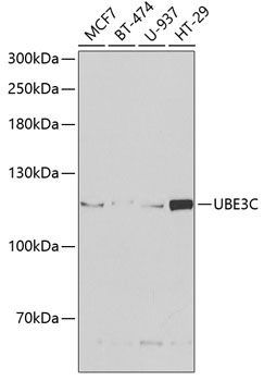 Hela cell nuclear extract was resolved by electrophoresis, transferred to nitrocell ulose and probed with monoclonal anti-PCNA antibody. Proteins were visualized using a goat anti-mouse secondary conj ugated to HRP and a chemiluminescence detection system.