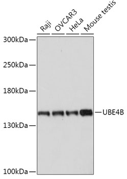 Western Blot: DNA polymerase epsilon Antibody (3C5.1) - SDS-polyacrylamide gel analysis of HeLa DNA pol purified by Mono S FPLC. The Mono S fraction of HeLa DNA pol (0.1 mg) was electrophoresed on a 7% SDS-polyacrylamide gel and stained with silver.
