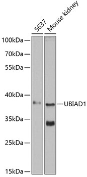 Western Blot: RNA polymerase II Antibody (4H8) - Western blot analysis on NIH/3T3 cell lysate using anti-RNA polymerase II.