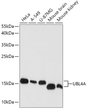 Western blot analysis of extracts of various cell lines, using UBL4A antibody (TA383043) at 1:1000 dilution. - Secondary antibody: HRP Goat Anti-Rabbit IgG (H+L) at 1:10000 dilution. - Lysates/proteins: 25ug per lane. - Blocking buffer: 3% nonfat dry milk in TBST. - Detection: ECL Basic Kit . - Exposure time: 90s.