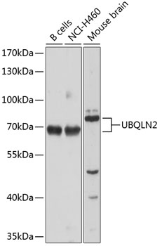 Western Blot: SREBP1 Antibody (2A4) - Western blot analysis of SREBP1 expression in HeLa lysate using anti-SREBP1.
