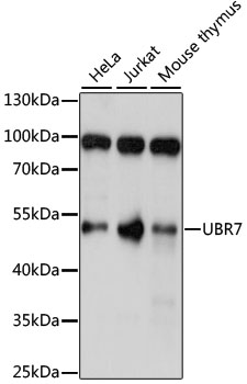 Western Blot: alpha Tub ulin Antibody (DM1A) - Western blot analysis of alpha Tub ulin expression in A) HeLa and B) NIH-3T3 whole cell lysates. The antibody was used at a dilution of 1/5000.