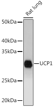 Western blot analysis of extracts (35 ug) from 9 different cell lines by using anti-GAPDH monoclonal antibody (HepG2: human; HeLa: human; SVT2: mouse; A549: human; COS7: monkey; Jurkat: human; MDCK: canine; PC12: rat; MCF7: human).