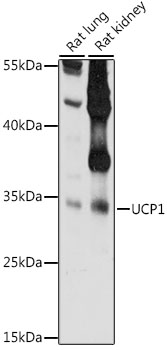 Western blot analysis of extracts (35 ug) from 9 different cell lines by using anti-beta-Actin monoclonal antibody (HepG2: human; HeLa: human; SVT2: mouse; A549: human; COS7: monkey; Jurkat: human; MDCK: canine; PC12: rat; MCF7: human).