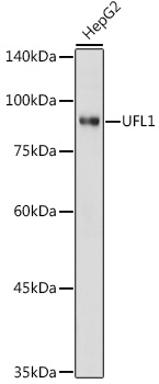 Western blot analysis of extracts of HepG2 cells, using UFL1 antibody (TA383070) at 1:1000 dilution. - Secondary antibody: HRP Goat Anti-Rabbit IgG (H+L) at 1:10000 dilution. - Lysates/proteins: 25ug per lane. - Blocking buffer: 3% nonfat dry milk in TBST. - Detection: ECL Basic Kit . - Exposure time: 1s.