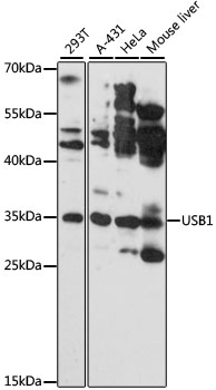 Western blot analysis of extracts of various cell lines, using USB1 antibody (TA383132) at 1:3000 dilution. - Secondary antibody: HRP Goat Anti-Rabbit IgG (H+L) at 1:10000 dilution. - Lysates/proteins: 25ug per lane. - Blocking buffer: 3% nonfat dry milk in TBST. - Detection: ECL Basic Kit . - Exposure time: 180s.