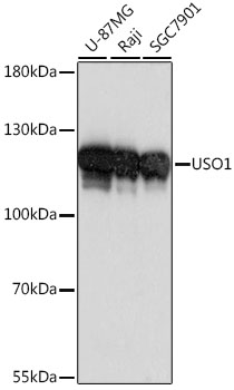 Western blot analysis of extracts of various cell lines, using USO1 antibody (TA383139) at 1:1000 dilution. - Secondary antibody: HRP Goat Anti-Rabbit IgG (H+L) at 1:10000 dilution. - Lysates/proteins: 25ug per lane. - Blocking buffer: 3% nonfat dry milk in TBST. - Detection: ECL Basic Kit . - Exposure time: 1s.