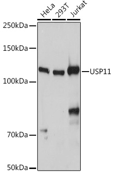 Western blot analysis of extracts of various cell lines, using USP11 antibody (TA383142) at 1:1000 dilution. - Secondary antibody: HRP Goat Anti-Rabbit IgG (H+L) at 1:10000 dilution. - Lysates/proteins: 25ug per lane. - Blocking buffer: 3% nonfat dry milk in TBST. - Detection: ECL Basic Kit . - Exposure time: 10s.