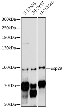 Western blot analysis of extracts of various cell lines, using usp29 antibody (TA383157) at 1:1000 dilution. - Secondary antibody: HRP Goat Anti-Rabbit IgG (H+L) at 1:10000 dilution. - Lysates/proteins: 25ug per lane. - Blocking buffer: 3% nonfat dry milk in TBST. - Detection: ECL Basic Kit . - Exposure time: 30s.