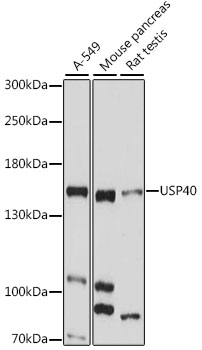 Western blot analysis of extracts of various cell lines, using USP40 antibody (TA383165) at 1:1000 dilution. - Secondary antibody: HRP Goat Anti-Rabbit IgG (H+L) at 1:10000 dilution. - Lysates/proteins: 25ug per lane. - Blocking buffer: 3% nonfat dry milk in TBST. - Detection: ECL Basic Kit . - Exposure time: 30s.