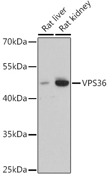 SUMO2 Antibody (C-term) (Cat. #TA324892) western blot analysis in CEM, 293, rat C6 cell line lysates (35 ug/lane).This demonstrates the SUMO2 antibody detected the SUMO2 protein (arrow).
