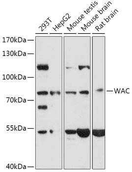 Western blot analysis of extracts of various cell lines, using WAC antibody (TA383285) at 1:1000 dilution. - Secondary antibody: HRP Goat Anti-Rabbit IgG (H+L) at 1:10000 dilution. - Lysates/proteins: 25ug per lane. - Blocking buffer: 3% nonfat dry milk in TBST. - Detection: ECL Basic Kit . - Exposure time: 60s.