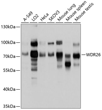 Western blot analysis of extracts of various cell lines, using WDR26 antibody (TA383302) at 1:1000 dilution. - Secondary antibody: HRP Goat Anti-Rabbit IgG (H+L) at 1:10000 dilution. - Lysates/proteins: 25ug per lane. - Blocking buffer: 3% nonfat dry milk in TBST. - Detection: ECL Basic Kit . - Exposure time: 5s.