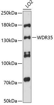 Western blot analysis of extracts of LO2 cells, using WDR35 antibody (TA383305) at 1:3000 dilution. - Secondary antibody: HRP Goat Anti-Rabbit IgG (H+L) at 1:10000 dilution. - Lysates/proteins: 25ug per lane. - Blocking buffer: 3% nonfat dry milk in TBST. - Detection: ECL Enhanced Kit . - Exposure time: 90s.