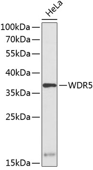 Western blot analysis of ERP57 in human cell lysates using a 1:1000 dilution of the antibody