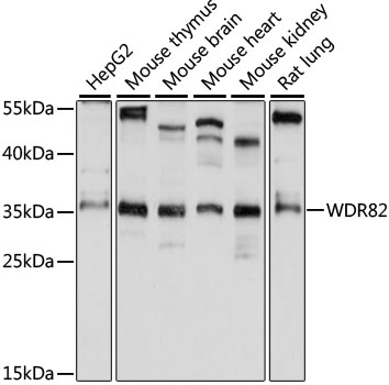 Western blot analysis of Hsp70 in rat tissue lysates, using a dilution of the antibody