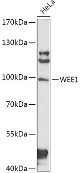 Western blot analysis of Hsp70 in rat tissue mix using a 1:5000 dilution of the antibody