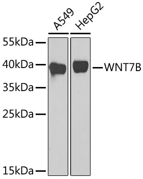 Western blot analysis of p23 in a human cell line mix at a 1:1000 dilution of the antibody