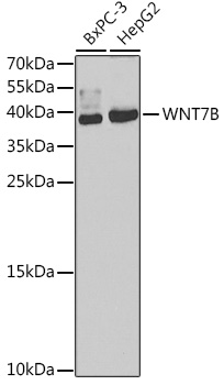 Western blot analysis of Hsp110 in a human cell mix using a 1:1000 dilution of the antibody