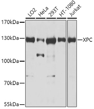 Western blot analysis of AlphaA Crystallin in bovine tissues at a 1:1000 dilution of the antibody