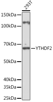 Western blot analysis of extracts of 293T cells, using YTHDF2 Rabbit pAb (TA383419) at 1:1000 dilution. - Secondary antibody: HRP Goat Anti-Rabbit IgG (H+L) at 1:10000 dilution. - Lysates/proteins: 25ug per lane. - Blocking buffer: 3% nonfat dry milk in TBST. - Detection: ECL Basic Kit . - Exposure time: 30s.