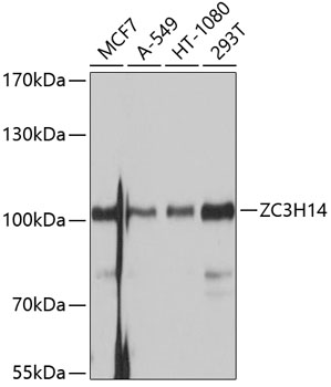 Western blot analysis of extracts of various cell lines, using ZC3H14 antibody (TA383449) at 1:1000 dilution. - Secondary antibody: HRP Goat Anti-Rabbit IgG (H+L) at 1:10000 dilution. - Lysates/proteins: 25ug per lane. - Blocking buffer: 3% nonfat dry milk in TBST. - Detection: ECL Basic Kit . - Exposure time: 1s.