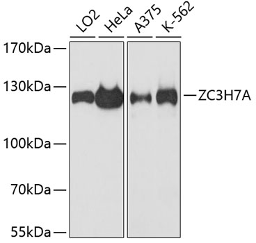 Western blot analysis of extracts of various cell lines, using ZC3H7A antibody (TA383451) at 1:3000 dilution. - Secondary antibody: HRP Goat Anti-Rabbit IgG (H+L) at 1:10000 dilution. - Lysates/proteins: 25ug per lane. - Blocking buffer: 3% nonfat dry milk in TBST. - Detection: ECL Basic Kit . - Exposure time: 90s.