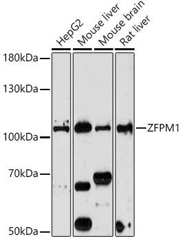 Western blot analysis of extracts of various cell lines, using ZFPM1 antibody (TA383485) at 1:1000 dilution. - Secondary antibody: HRP Goat Anti-Rabbit IgG (H+L) at 1:10000 dilution. - Lysates/proteins: 25ug per lane. - Blocking buffer: 3% nonfat dry milk in TBST. - Detection: ECL Enhanced Kit . - Exposure time: 5min.