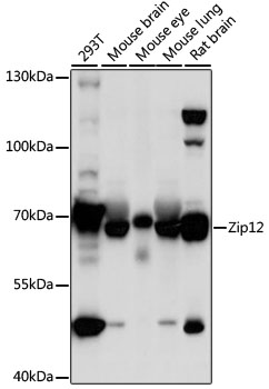 Western blot analysis of extracts of various cell lines, using Zip12 antibody (TA383499) at 1:1000 dilution. - Secondary antibody: HRP Goat Anti-Rabbit IgG (H+L) at 1:10000 dilution. - Lysates/proteins: 25ug per lane. - Blocking buffer: 3% nonfat dry milk in TBST. - Detection: ECL Basic Kit . - Exposure time: 1s.