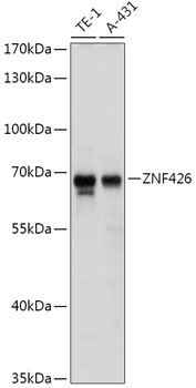 Western blot analysis of extracts of various cell lines, using ZNF426 antibody (TA383564) at 1:1000 dilution. - Secondary antibody: HRP Goat Anti-Rabbit IgG (H+L) at 1:10000 dilution. - Lysates/proteins: 25ug per lane. - Blocking buffer: 3% nonfat dry milk in TBST. - Detection: ECL Basic Kit . - Exposure time: 15s.