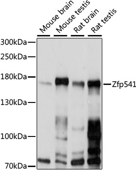 Western blot analysis of extracts of various cell lines, using ZNF541 antibody (TA383576) at 1:1000 dilution. - Secondary antibody: HRP Goat Anti-Rabbit IgG (H+L) at 1:10000 dilution. - Lysates/proteins: 25ug per lane. - Blocking buffer: 3% nonfat dry milk in TBST. - Detection: ECL Basic Kit . - Exposure time: 60s.